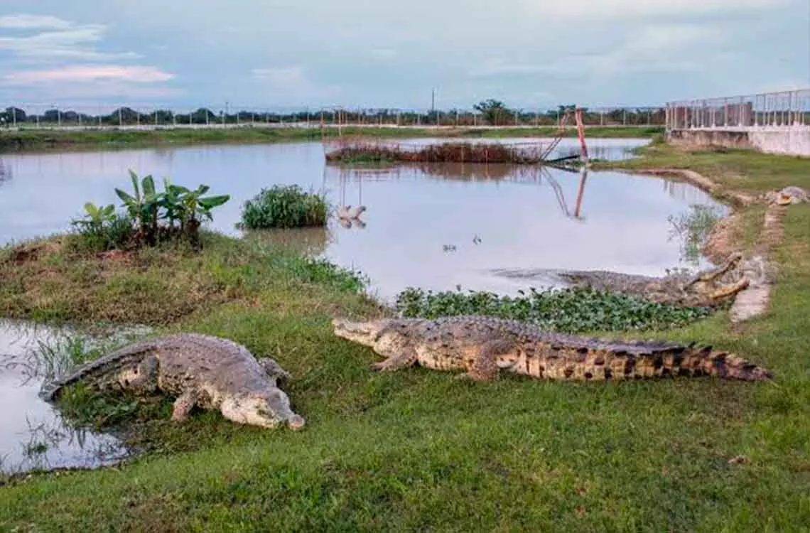 Caimán del Orinoco