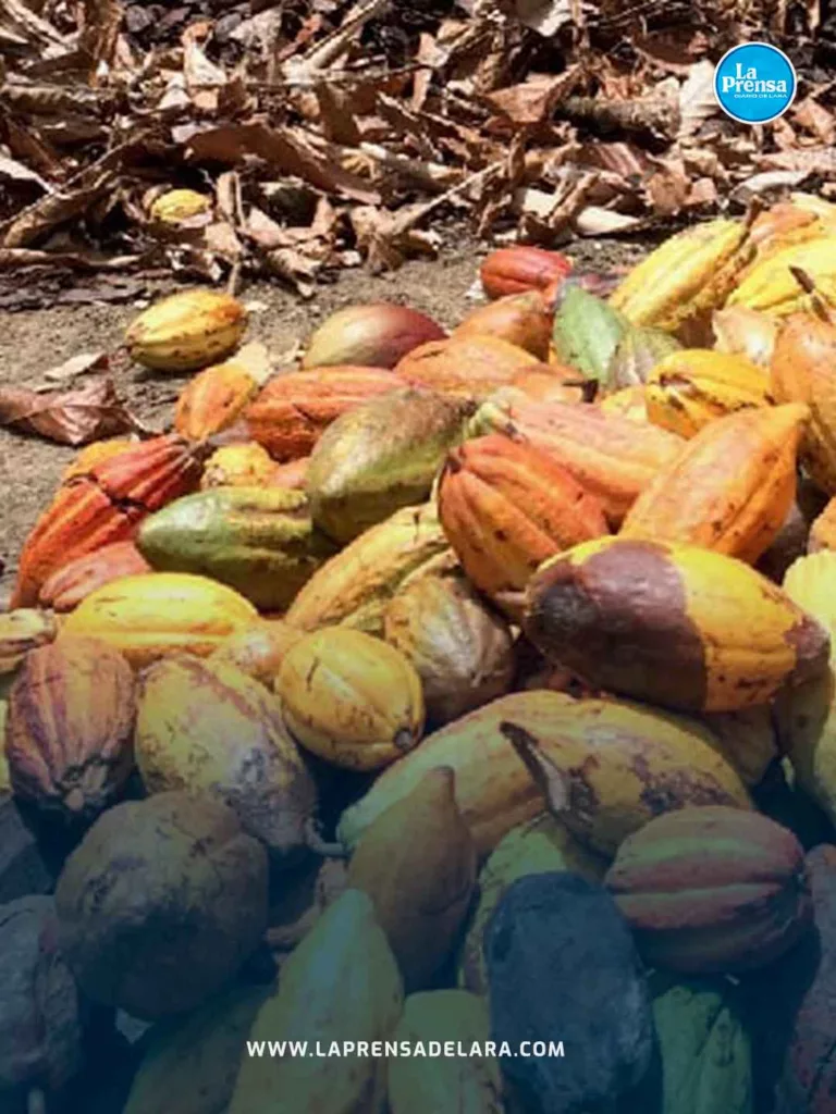 cacao