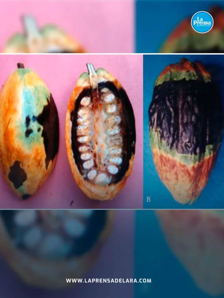 hongo cacao 3