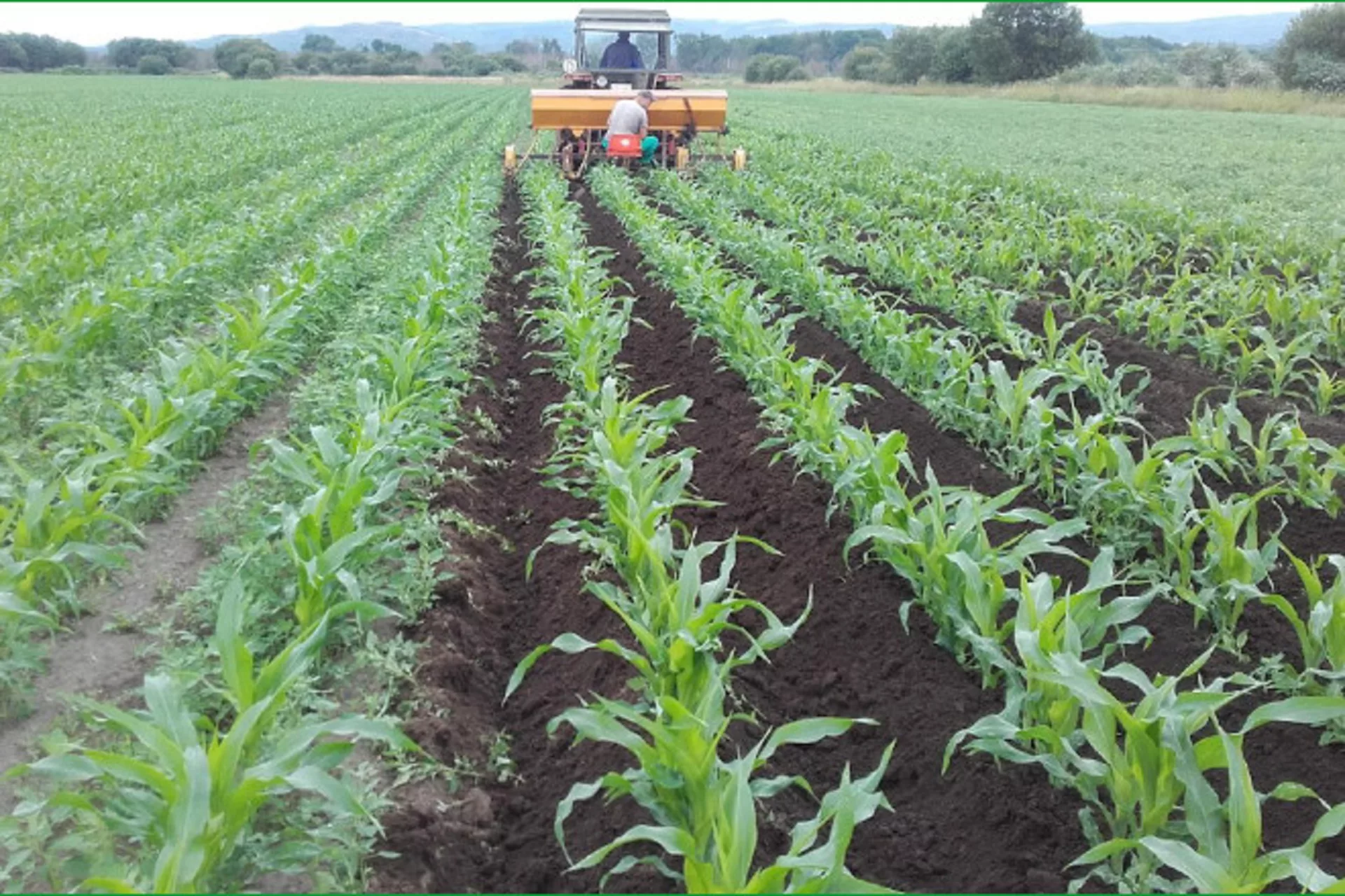 Fedeagro maíz