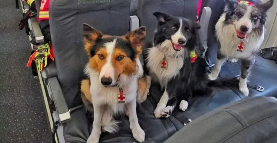 perros rescatistas