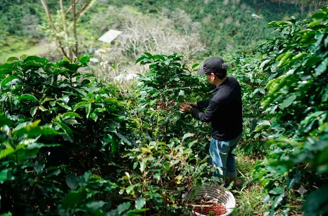 Agroproductores garantizan suministro de alimentos en el país