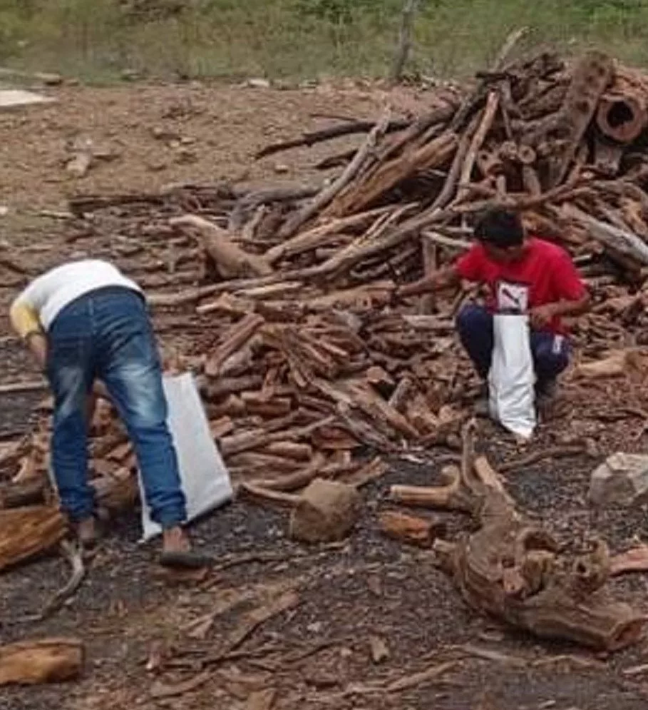 Explotación ilegal de carbón vegetal en cinco municipios