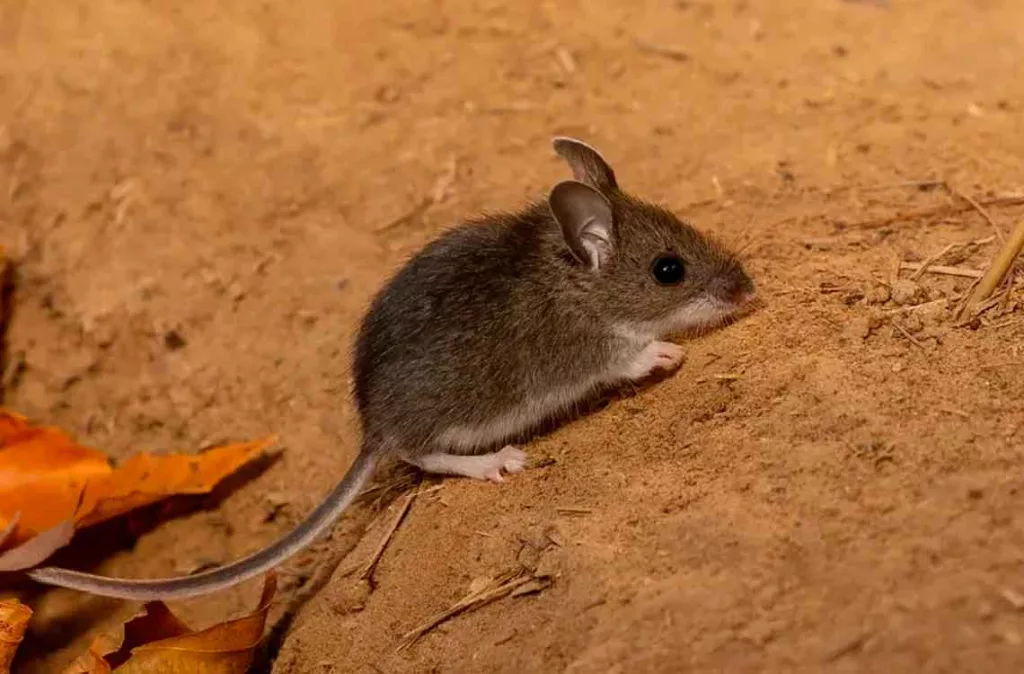 Hantavirus 8976