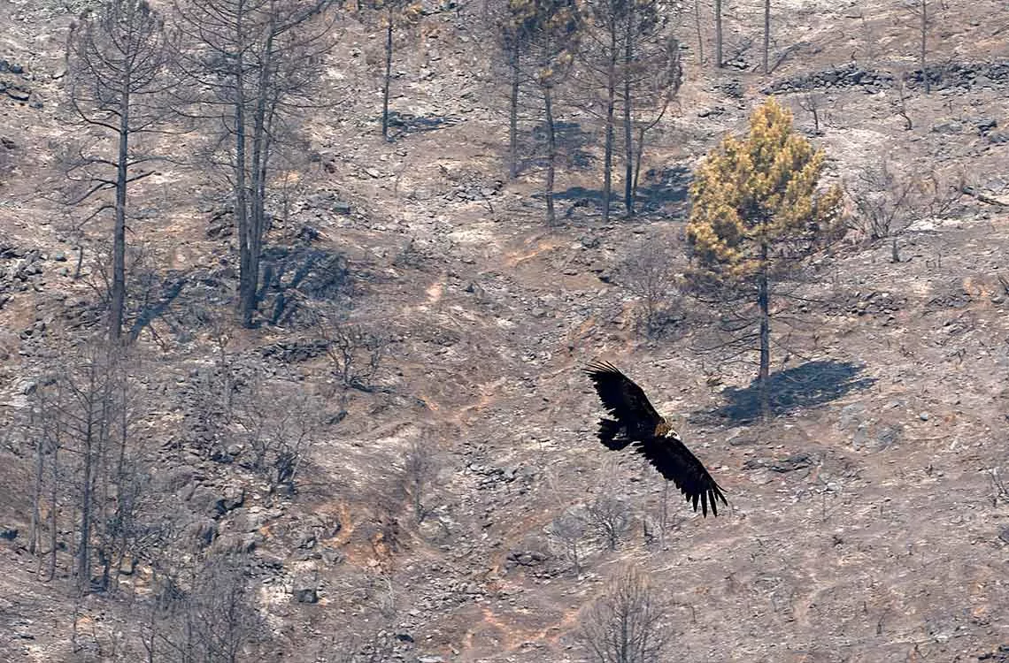 Incendios forestales en España muestran una evolución favorable