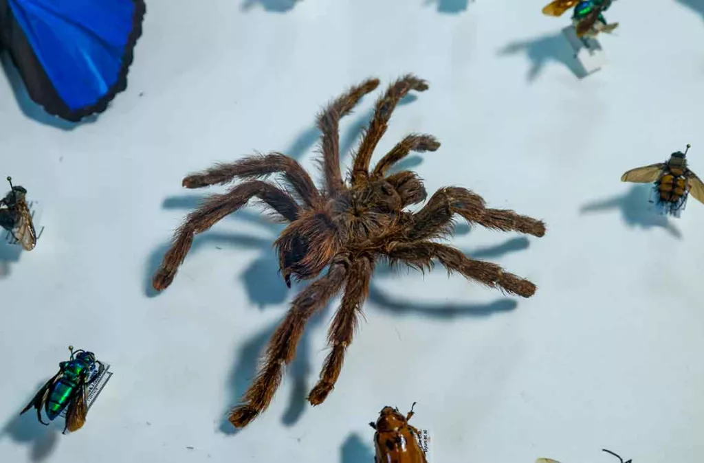 Identifican más de 8.000 posibles nuevas especies de insectos en Ecuador