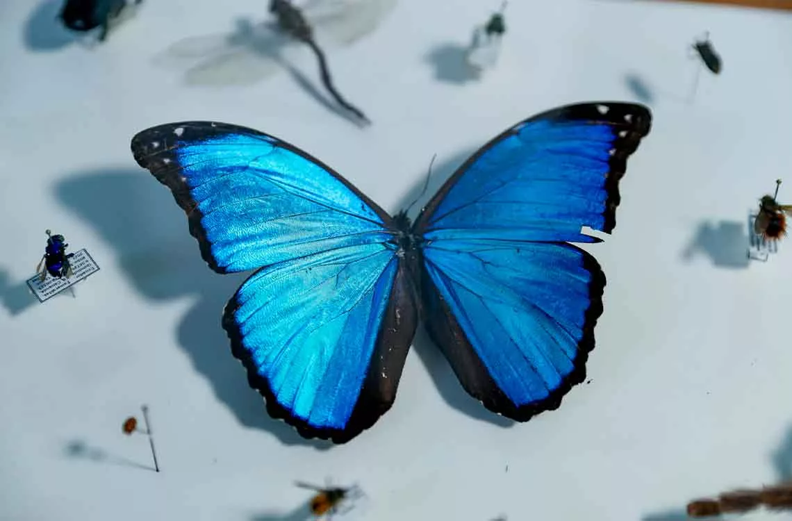 Identifican más de 8.000 posibles nuevas especies de insectos en Ecuador