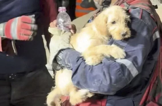 Rescatan a decenas de animales atrapados tras los terremotos en Venezuela