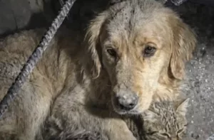Rescatan a decenas de animales atrapados tras los terremotos en Venezuela