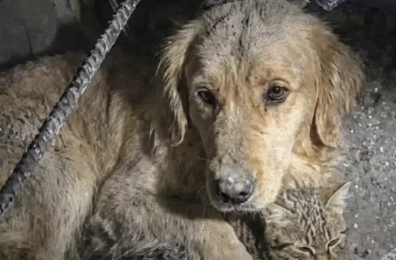 Rescatan a decenas de animales atrapados tras los terremotos en Venezuela