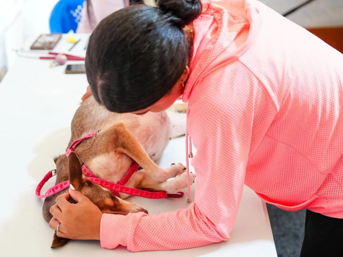 Las mascotas también han sido vulneradas por los movimientos telúricos en Venezuela / Foto: Agencias