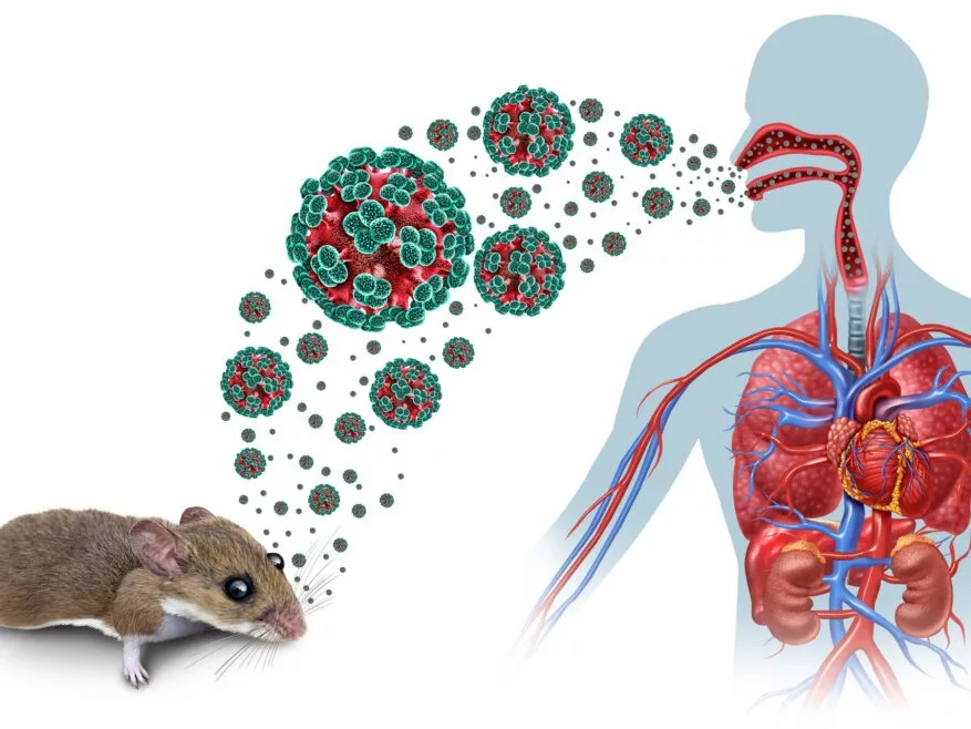 hantavirus 2