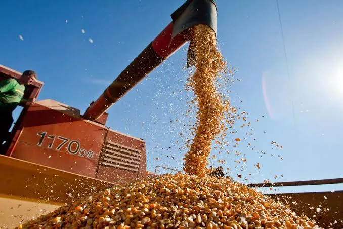 Según Fedeagro las distorciones estructurales afectan la cosecha de maíz y arroz