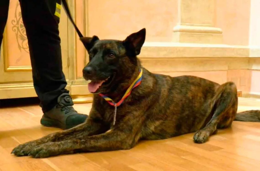 Falleció Luka, la canina española que participó en las labores de búsqueda tras los terremotos en Venezuela