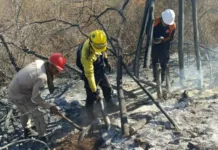 Combaten incendio forestal en Sicarigua
