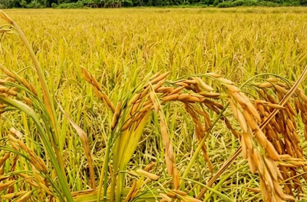Sector arrocero propone fijar en US$ 0,64 el kilo de arroz paddy a nivel de productor
