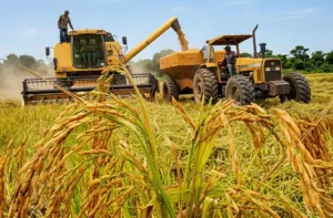 Sector arrocero propone fijar en US$ 0,64 el kilo de arroz paddy a nivel de productor