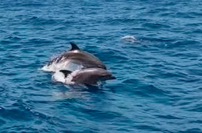 Pescadores avistan un grupo de delfines en costas de La Guaira luego del doble terremoto