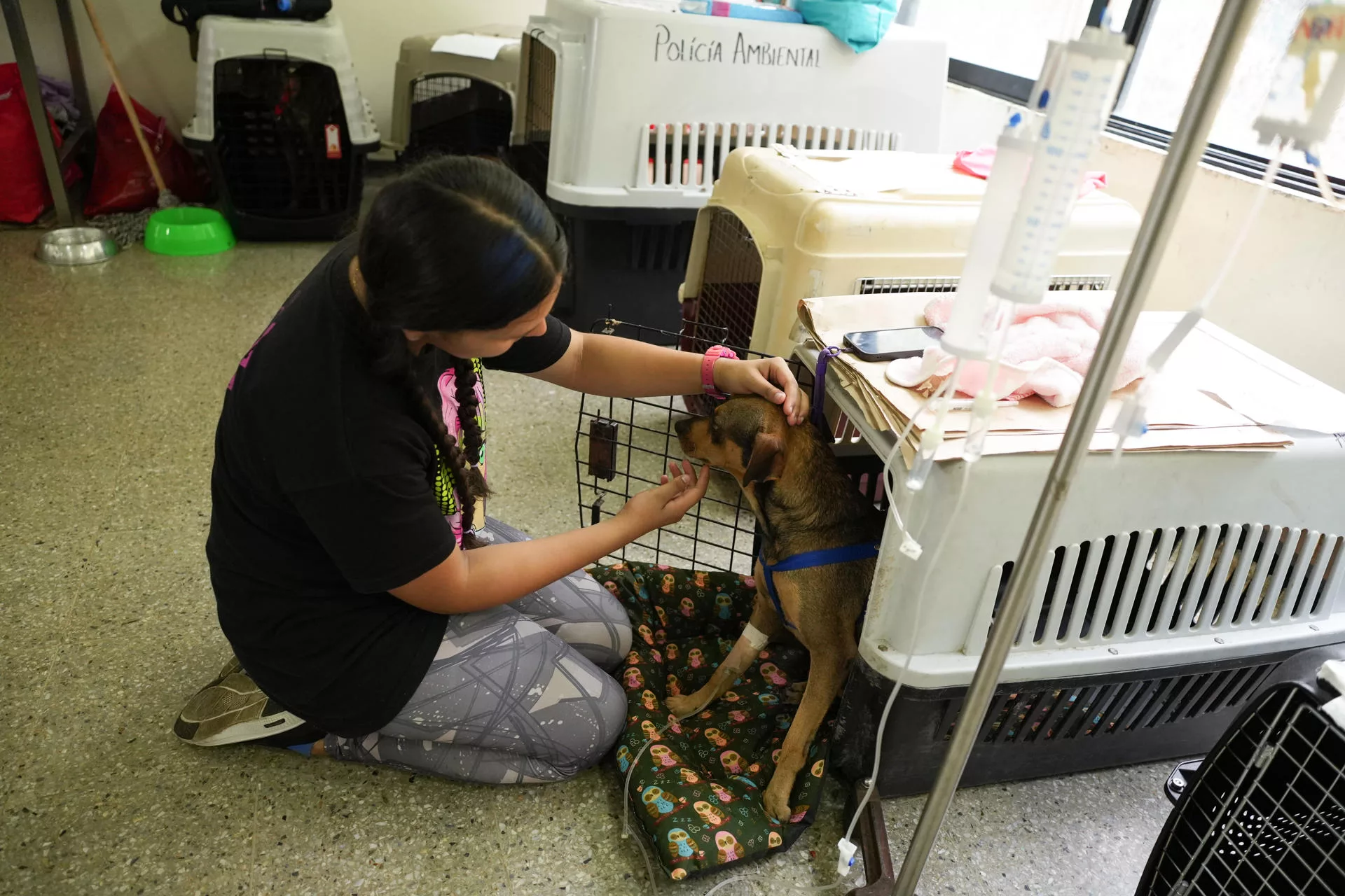 Las mascotas, otras sobrevivientes del terremoto de Colombia que buscan volver a casa