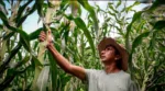 Maíz es uno de los rubros de la agricultura que más sufrirá por el fenómeno del Superniño