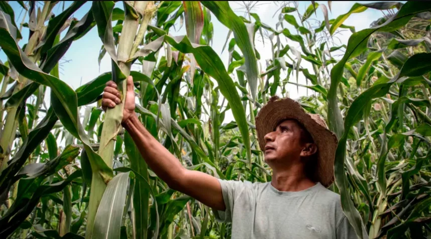 Maíz es uno de los rubros de la agricultura que más sufrirá por el fenómeno del Superniño