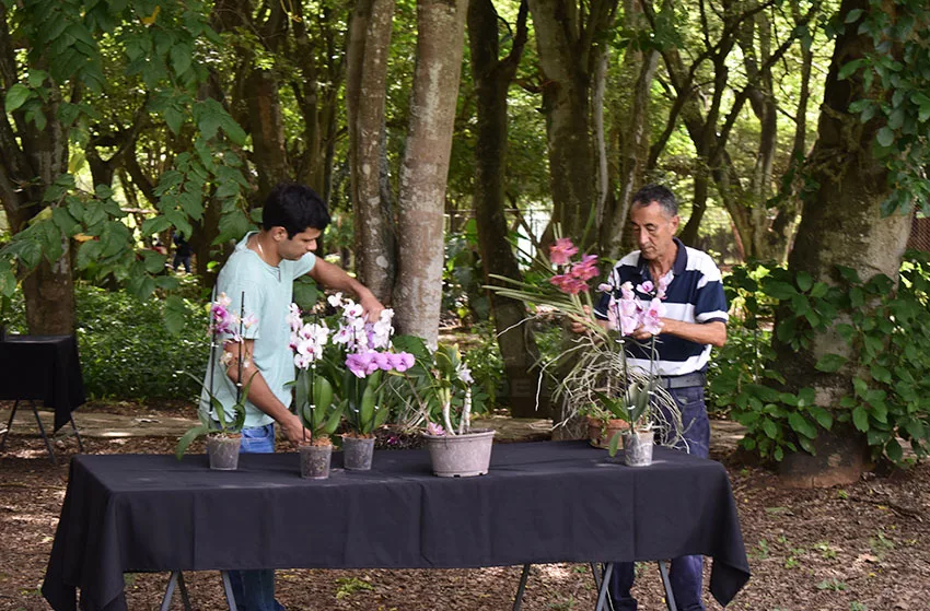 Orquídeas de Lara enfrentan amenaza por extracción ilegal y tala de árboles