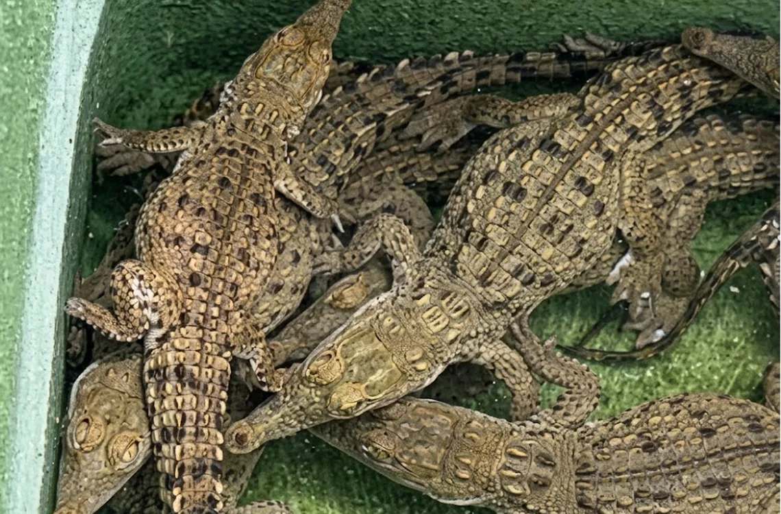 Caimán del Orinoco con centro de reproducción en el Parque Bararida
