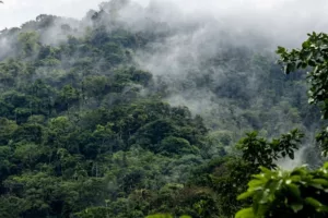 Daños a bosques nublados afecta las cuencas hidrográficas