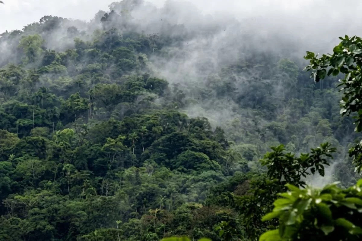 Daños a bosques nublados afecta las cuencas hidrográficas