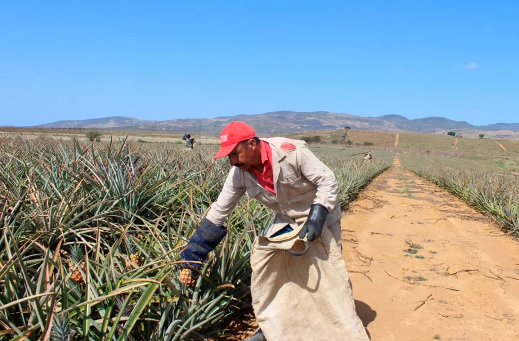 Deforestación amenaza el páramo Santa Lucía en el estado Lara