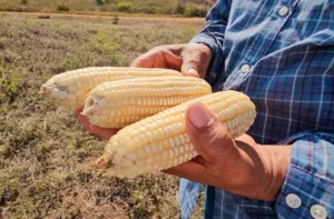 Presidente de Fedeagro alerta impacto de importación agrícola
