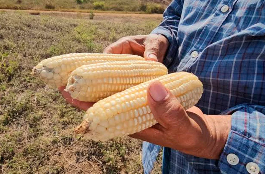 Presidente de Fedeagro alerta impacto de importación agrícola