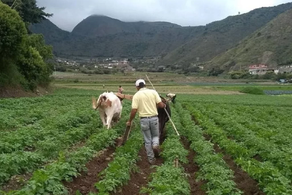 Hortalizas