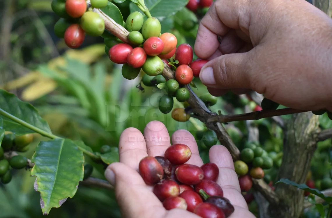 Productores de café plantean precios de entre 340 y 400 dólares por quintal