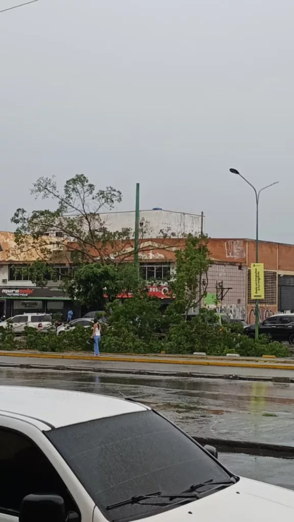 En la avenida Venezuela con Vargas cayó un árbol En la avenida Venezuela con Vargas cayó un árbol