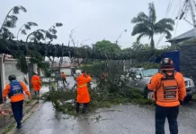 Protección Civil reporta 36 árboles caídos y afectaciones por lluvias en Barquisimeto y Palavecino