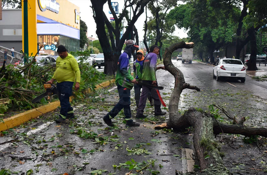 Lluvias en Lara dejan más de 40 árboles caídos y afectaciones en cuatro municipios