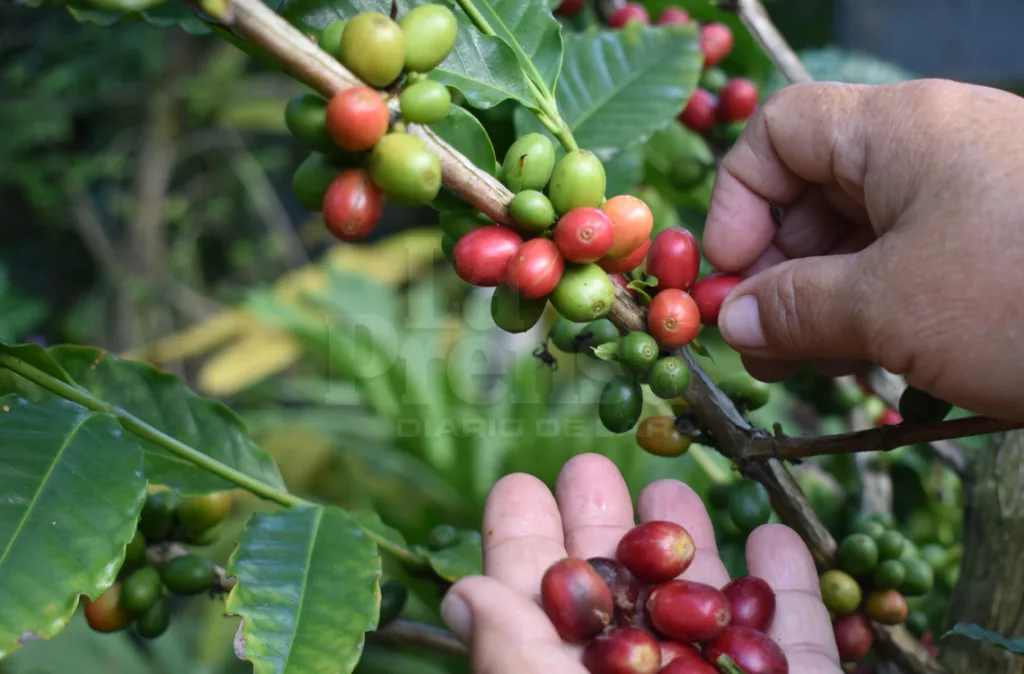 "Nos están robando": Caficultores denuncian pérdidas de hasta $80 por quintal