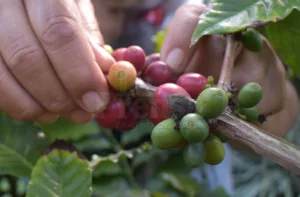 "Nos están robando": Caficultores denuncian pérdidas de hasta $80 por quintal