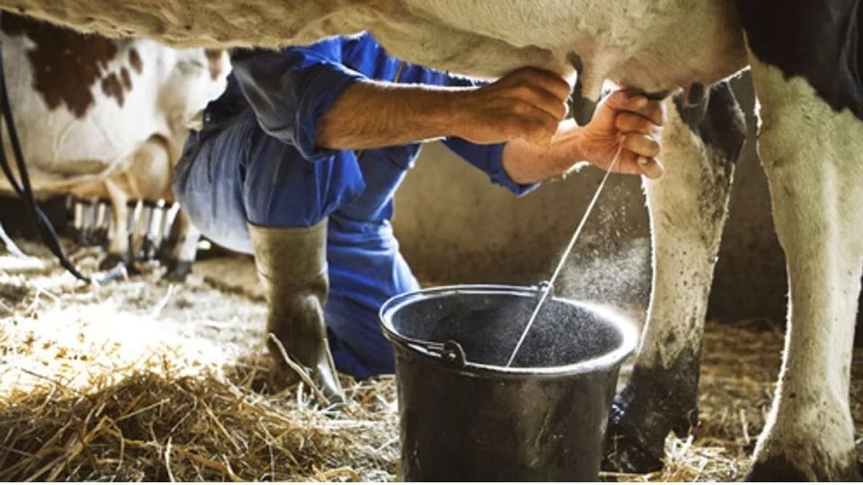 Crisis eléctrica y de gasoil impactan la producción de leche