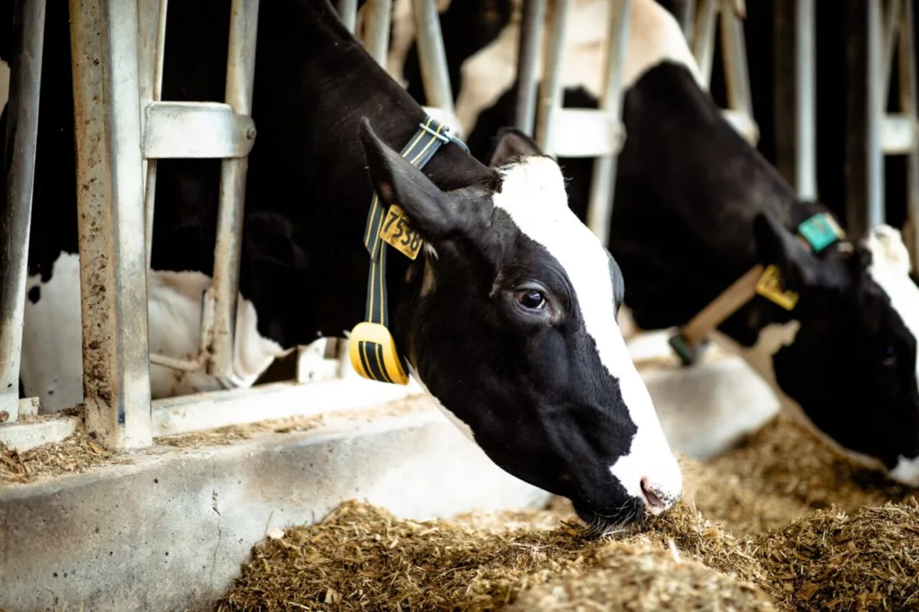 Header herd eating patterns Nedap 1280x853 1