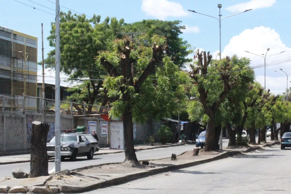 Poda asimétrica y deforestación las prácticas que elevan la sensación térmica en las ciudades