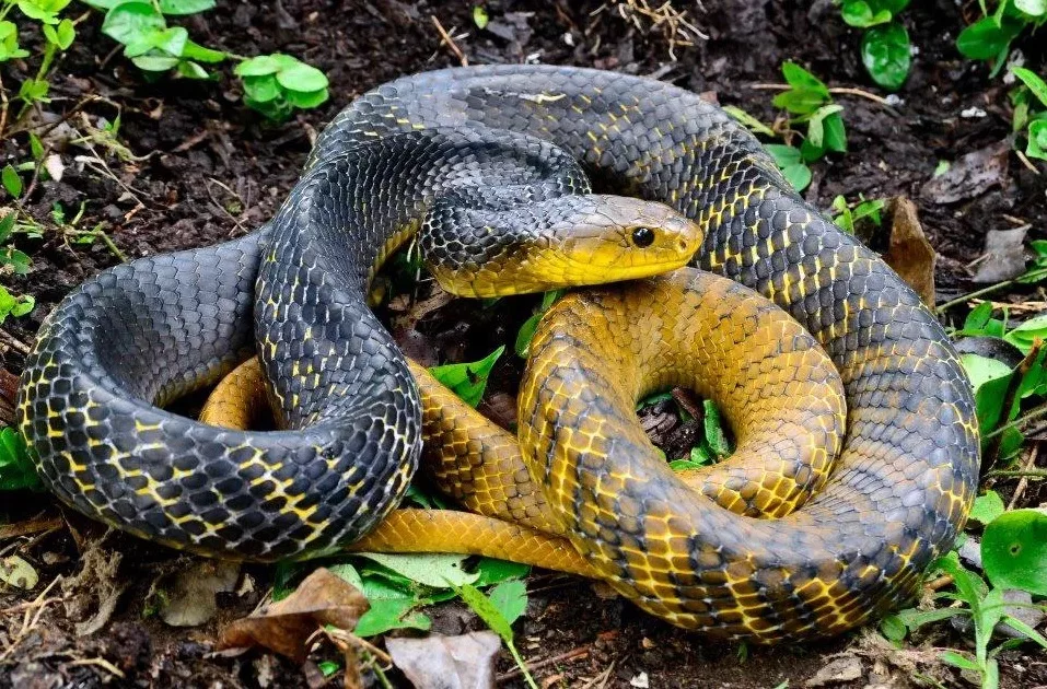 Aumento de casos de mordeduras de serpiente