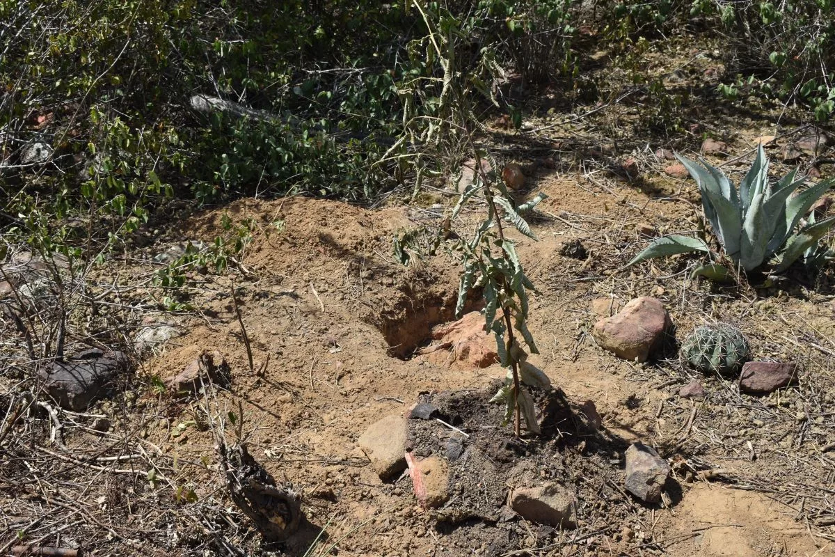 Tala masiva amenaza los alrededores de Loma de León