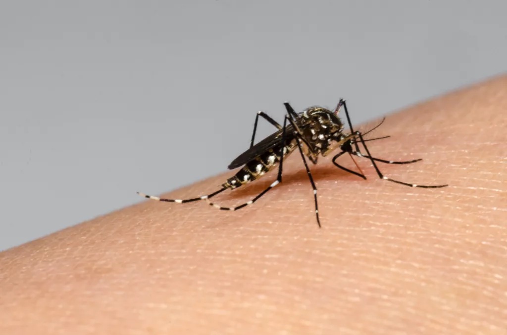 Casos de dengue, zika, malaria y chikungunya podrían aumentar por el fenómeno El Niño