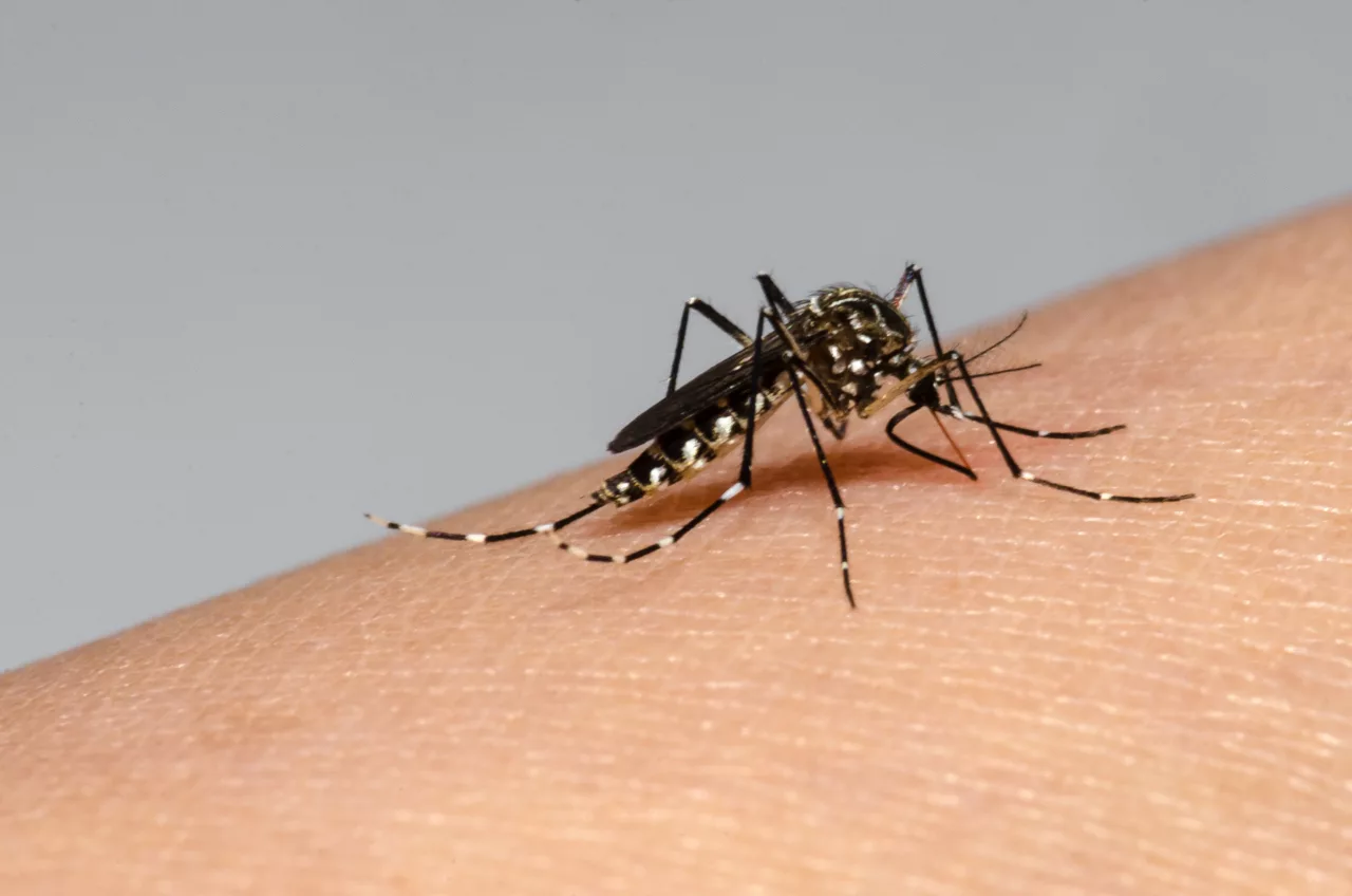 Casos de dengue, zika, malaria y chikungunya podrían aumentar por el fenómeno El Niño