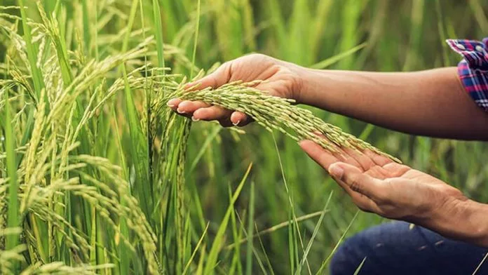Ingenieros agrónomos alertan que la ola de calor y sequía amenazan las siembras en el país